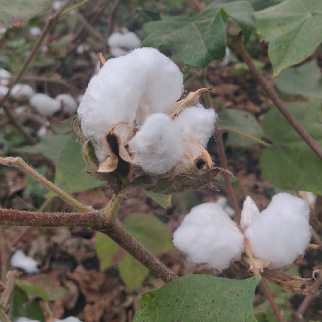 OUR FAVOURITE ORGANIC FIBRE - KALA COTTON